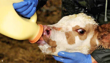 Die Kälber von Hand mit Biestmilch zu versorgen, erhöht die Sicherheit, dass die neugeborenen Tiere auch genügend Kolostrum aufnehmen.