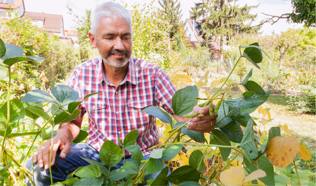 Dr. Volker Hahn forscht an Soja aus heimischem Anbau.