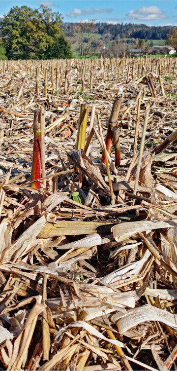 Die Maisstoppeln k�nnten noch Raupen des Maisz�nslers beherbergen.