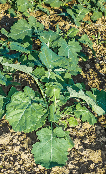 Bei weit entwickelten Rapsbest�nden sollte �ber eine Eink�rzungsma�nahme nachgedacht werden.