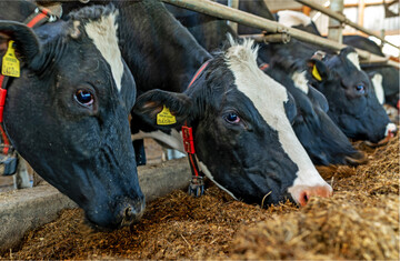 Sollte Kraftfutter bei den aktuell hohen Preisen weiterhin unver�ndert eingesetzt werden? In fr�heren Versuchen erbrachten Kraftfutterreduzierungen nur in Szenarien mit sehr niedrigen Milchpreisen und �berdurchschnittlich hohen Kraftfutterkosten einen wirtschaftlichen Vorteil.
