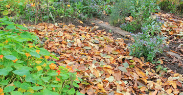 Die Schicht aus Falllaub schützt die Erde und wird bis zum Frühjahr abgebaut sein.