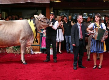 Champion-Kuh und neue Braunviehk�nigin