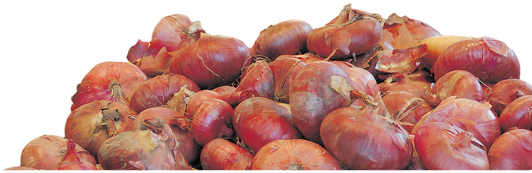 Eine Spezialit�t vom Bodensee ist die rotschalige, mild schmeckende Zwiebelsorte �H�ri B�lle", die vorz�glich in Wurstsalate passt.