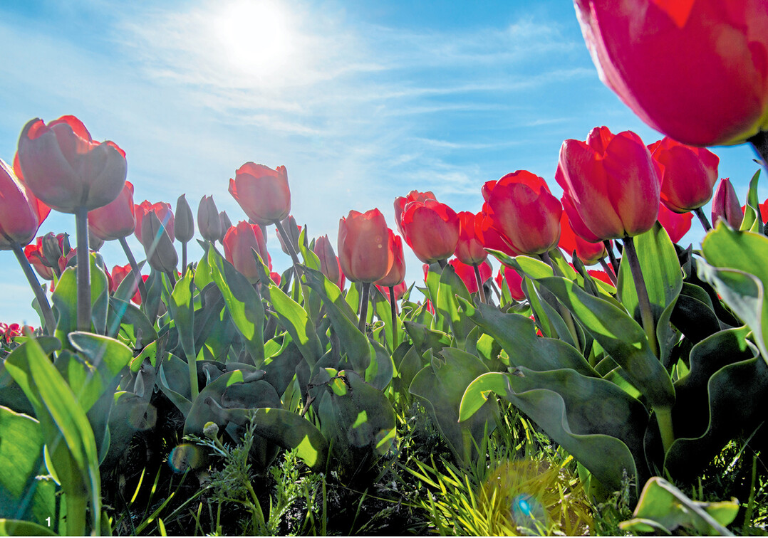 Mit den ersten Sonnenstrahlen recken die Fr�hbl�her wie diese Tulpen bereits ihre K�pfe und leiten damit den Fr�hling ein.