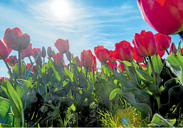 Mit den ersten Sonnenstrahlen recken die Fr�hbl�her wie diese Tulpen bereits ihre K�pfe und leiten damit den Fr�hling ein.