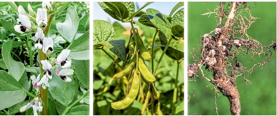 Leguminosen wie Ackerbohnen (links) und Sojabohnen (mittig) k�nnen nicht nur den mineralischen Stickstoff des Bodens nutzen, sondern durch eine Symbiose mit Bakterien in ihren Wurzelkn�llchen (rechts) auch Luftstickstoff verwerten