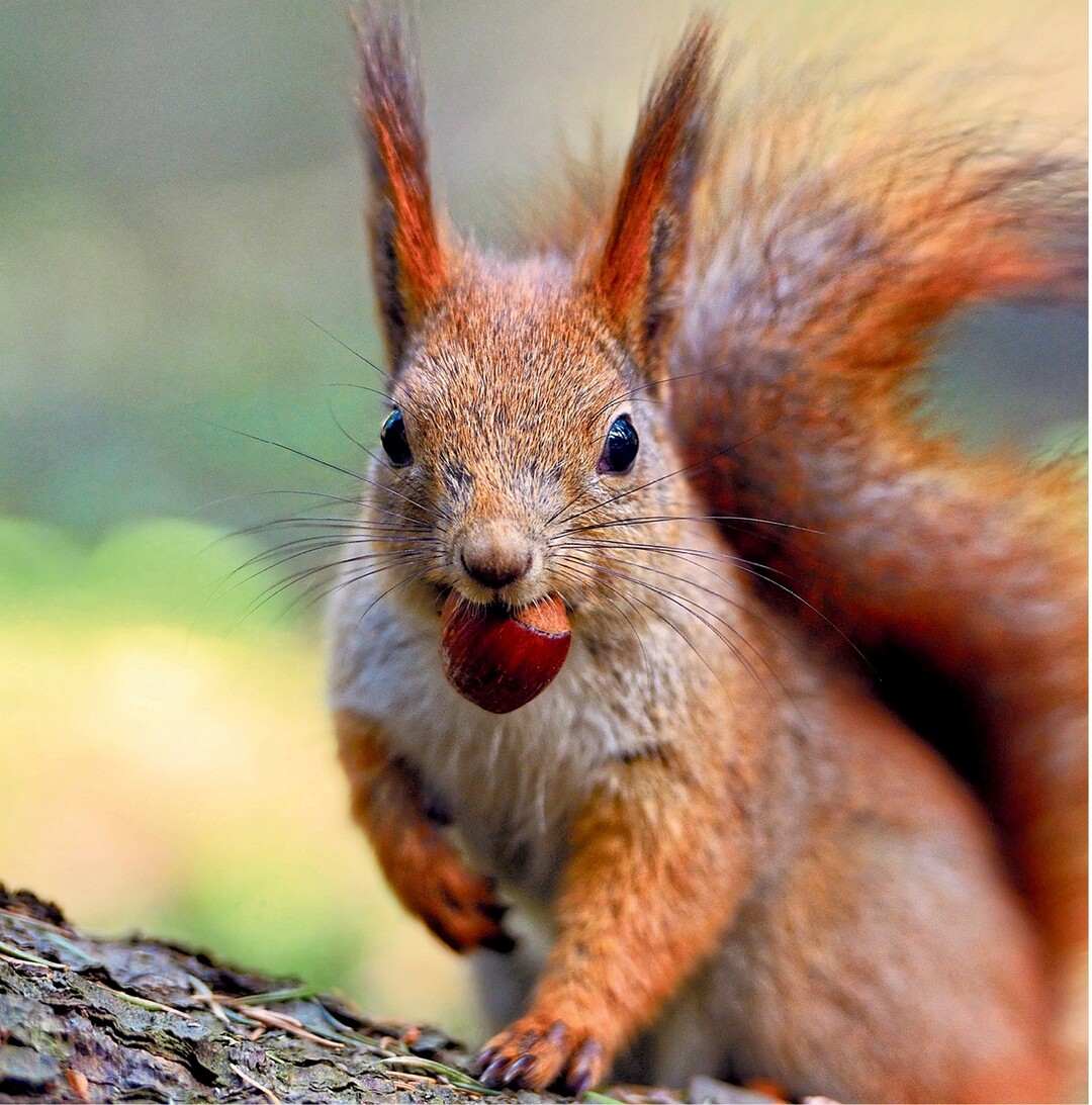 Genau vor einer Woche wurden die Uhren um eine Stunde zur�ckgestellt. Man merkt, der Winter steht vor der T�r. Auch die Eichh�rnchen bereiten sich schon eifrig vor. Wer jetzt durch Parks l�uft, sieht �berall kleine rote Wollkn�uel herumhuschen. Die kleinen Flitzer vergraben ihren Vorrat an N�sschen im Boden, damit sie w�hrend der kalten Jahreszeit immer etwas zu Fressen haben. Es kann durchaus vorkommen, dass sie vergessen, wo sie die ein oder andere Nuss vergraben haben. Wer flei�ig gesammelt hat, findet aber dann im Versteck nebenan bestimmt die n�chste.