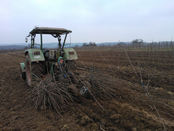 Bestes Pflanzmaterial ist ein wichtiger Garant f�r den guten Start einer Neuanlage. 