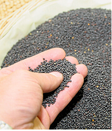 Die Rapsernte ist welt- und europaweit nicht �ppig gewesen. Schnell passten die Verarbeiter ihre Kapazit�ten an und begrenzten so den Preisaufschwung.