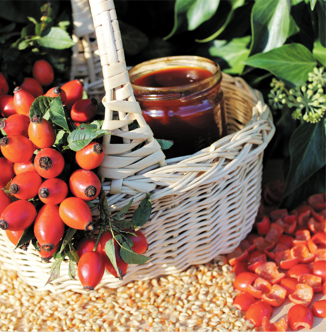 Rohe Hagebutten sind Vitamin-C-Spitzenreiter bei heimischem Obst, gefolgt von Sanddornbeeren und schwarzen Johannisbeeren. Wer selbst Hagebuttenmarmelade herstellen m�chte, findet im Internet verschiedene Rezepte. Beim Kochen geht allerdings viel Vitamin C verloren. Sehr zeitaufw�ndig ist es, wenn die Kerne aus den halbierten Fr�chten gekratzt werden sollen. Die Landleben-Redakteurin hat das nach 30 St�cken aufgegeben und mit Kernen gekocht. Hagebutten haben sehr trockenes, hartes Fleisch. Vor dem Kochen �ber Nacht in Wasser einweichen ist deshalb ratsam. Falls der gekochte Brei noch zu fest ist, um durch ein Sieb gestrichen zu werden, nochmals mit etwas Wasser weiterk�cheln, bis die Konsistenz passt. Das Mus mit Zucker 1:1 (2:1), etwas Zitronensaft (Gew�rze) zur Marmelade fertig kochen. In Bad Ditzenbach/Auendorf hat die Hagebuttenverarbeitung 250-j�hrige Tradition. Hier gibt es Anbieter von rohem Fruchtmark und Marmelade (Vitamin-C-schonende Herstellung): www.auendorf.net/haegenmark.