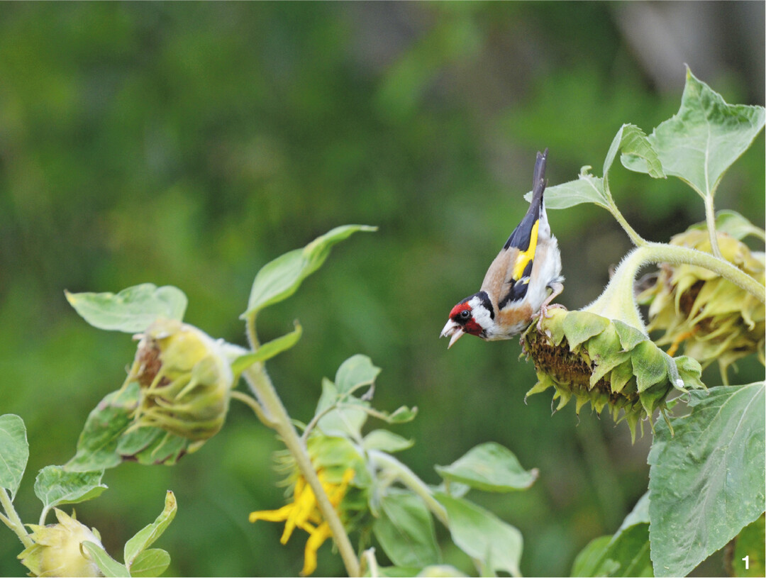 Stieglitze und andere V�gel bedienen sich gerne an den Samenst�nden von Sonnenblumen.