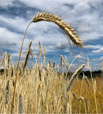 Biobrotgetreide verkauft sich nicht durchg�ngig gleich: Dinkel und Hafer sind gut gefragt, w�hrend Roggen noch K�ufer sucht.