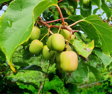 Reif sind diese Minikiwis noch nicht. Zur Erntezeit im September und Oktober nehmen die Beeren eine leicht r�tliche bis braune Farbe an.