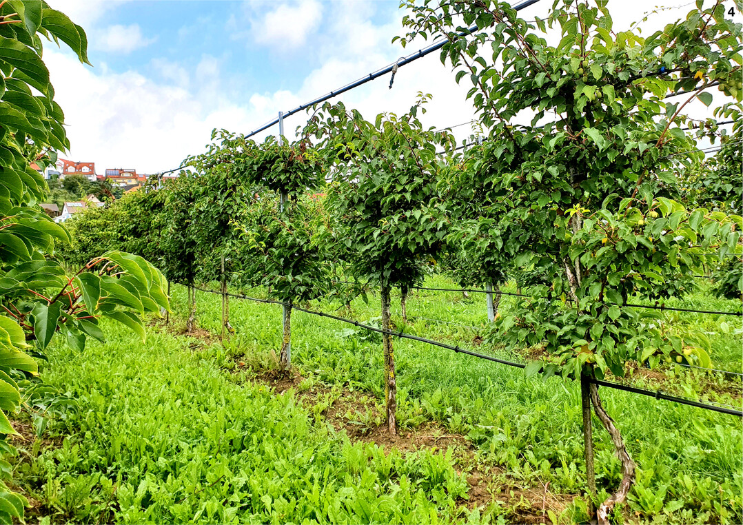Die Minikiwis wachsen in Zeilen an einem Drahtgestell. Von weitem sieht die Anlage einem Weinberg ähnlich.