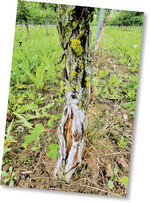 Dieser Stamm wurde wahrscheinlich vom Frost geschädigt. Die Pflanze hat überlebt.