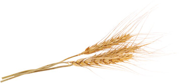 Die Sommergerste blieb 2021 ertragsmäßig hinter den Erwartungen zurück.