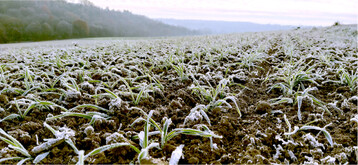 Jetzt sind noch Behandlungen im Getreide möglich, solange es nachts nicht zu frostig wird.