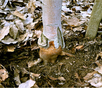Feldmäuse können selbst ältere Bäume durch Rindenfraß am Stammgrund massiv schädigen.