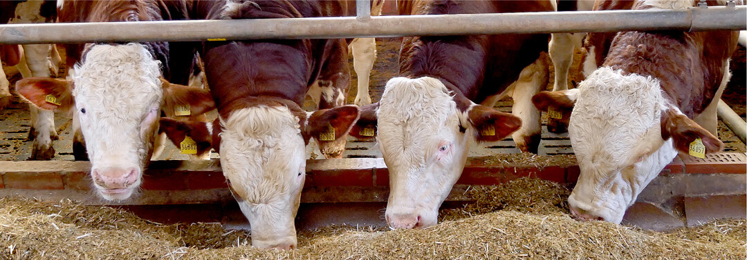 Die Fleckviehbullen bekamen wahlweise Shredlage und Kurzschnitt-Maissilage. Die Shredlage-Rationen erweisen sich als verdauungsf�rdernd.