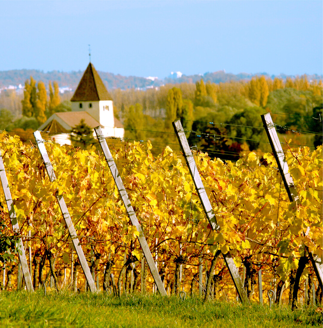 Herbststimmung auf der Insel Reichenau im Bodensee.