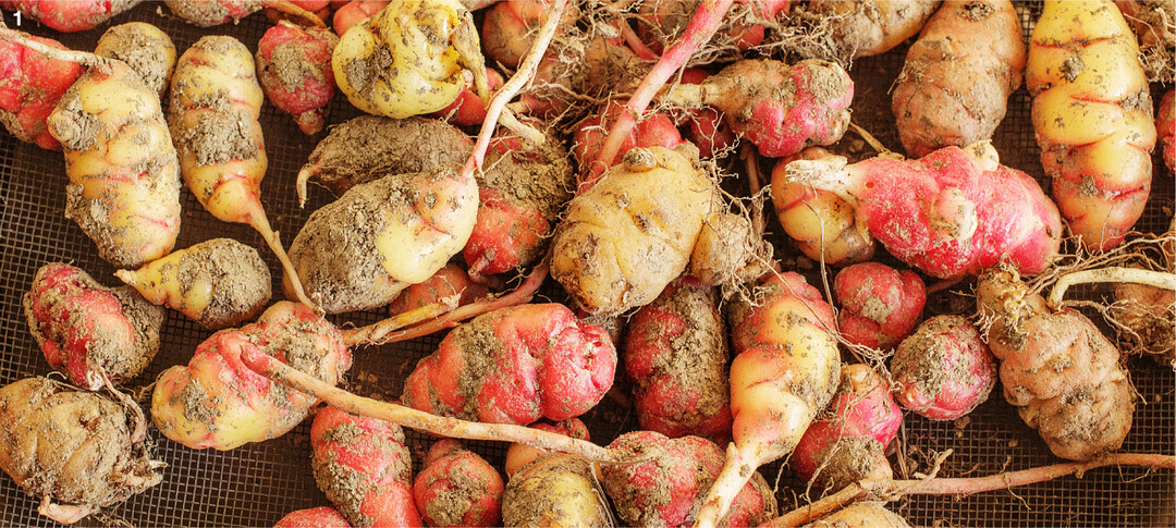 Der Kn�llchenklee Oca ist hierzulande kaum bekannt.