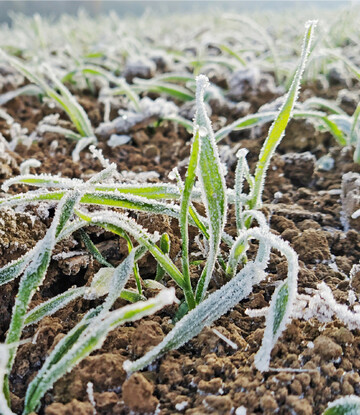 Vor Frost kann Wintergetreide noch behandelt werden.