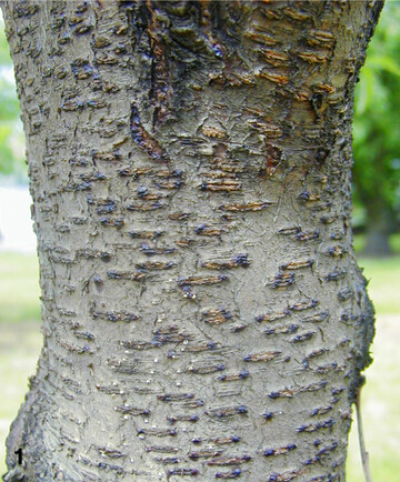 Kr�tenhautkrankheit bei Pfirsich.