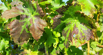 1 Starker Kalimangel kann auch die Winterfrosth�rte beeinflussen. Bei strengen Minusgraden haben diese St�cke ein erh�htes Risiko f�r Frostsch�den.