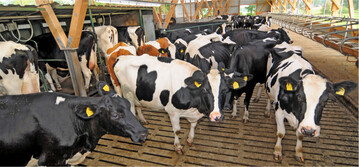 Schmerzhafte Klauen sind bei Milchk�hen f�r die meisten Lahmheiten verantwortlich. Umso wichtiger ist es, die Klauengesundheit in den Betrieben zu verbessern.