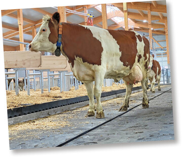 Bei der neuen keilf�rmigen Gummimatte bleiben Laufg�nge trockener, da sich keine Fl�ssigkeiten auf der Fl�che ansammeln.