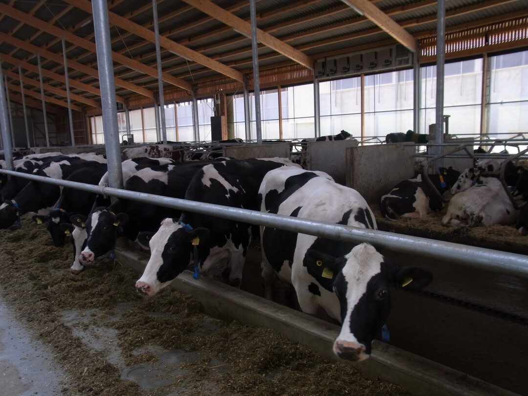 Mit der Eilverordnung reagiert das BMEL auf das zuletzt st�rkere Infektionsgeschehen beim Ausbruch der Blauzungenkrankheit.