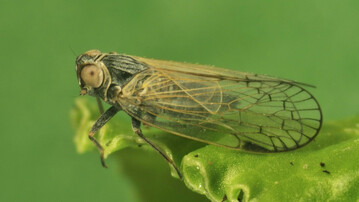 Adulte Schilf-Glasfl�gelzikade.