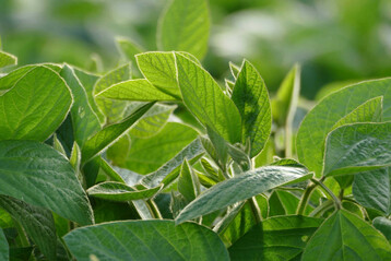 Bei der Reife von Sojabohnensorten hilft es, sich an den Kennzahlen für Körnermais zu orientieren.