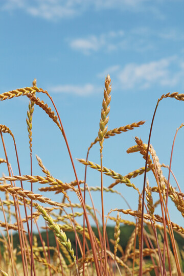 Dinkel hat preisbedingt Anbaufl�chen verloren. Die Einbu�en gehen zulasten der Weizenanbaufl�che.