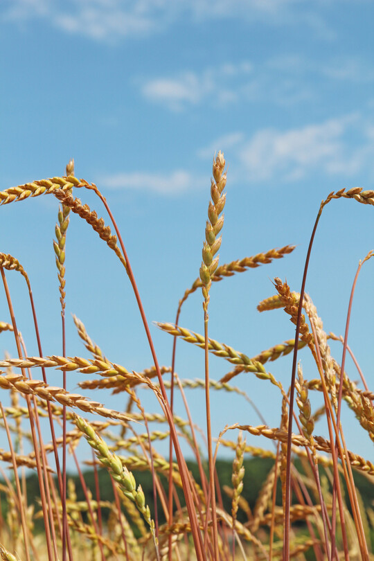 Dinkel hat preisbedingt Anbauflächen verloren. Die Einbußen gehen zulasten der Weizenanbaufläche.