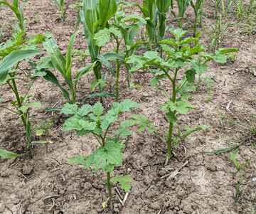 Bei späten Herbizidbehandlungen im Mais ist auf die Verträglichkeit der eingesetzten Produkte zu achten.