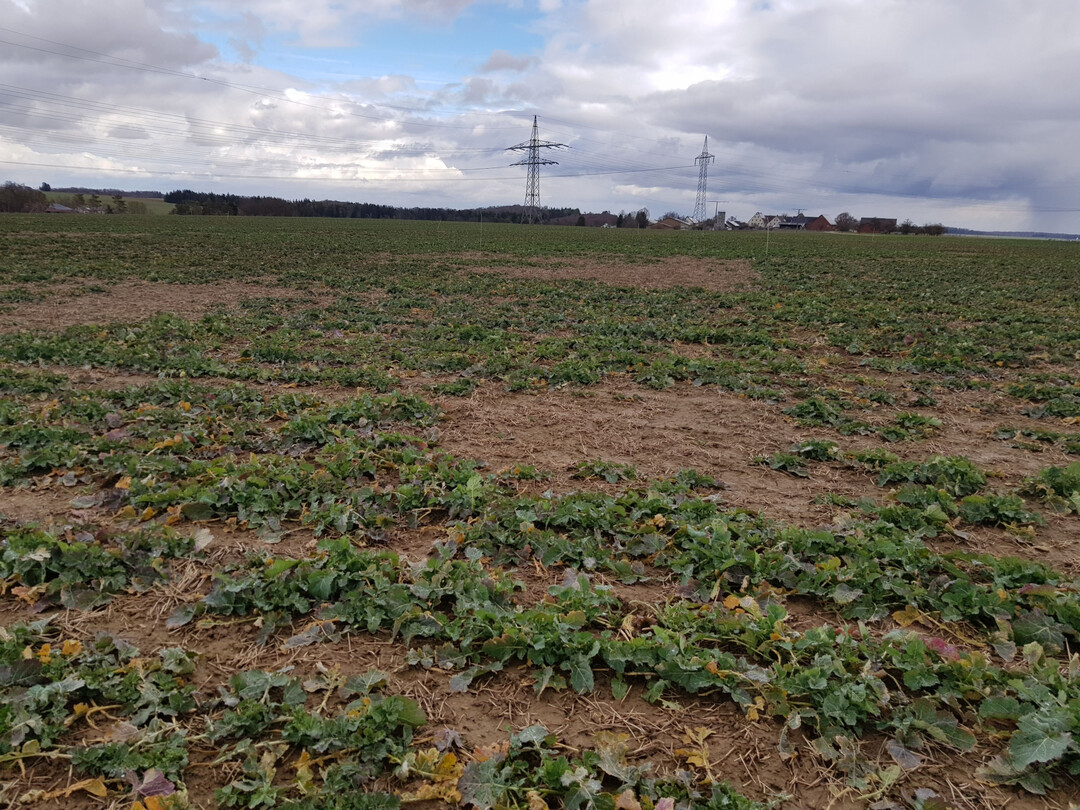 Nur am Standort Eiselau musste der Landessortenversuch wegen schlechten Feldaufgangs und extremen Mäusefraßes vorzeitig abgebrochen werden.