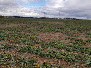 Nur am Standort Eiselau musste der Landessortenversuch wegen schlechten Feldaufgangs und extremen M�usefra�es vorzeitig abgebrochen werden.