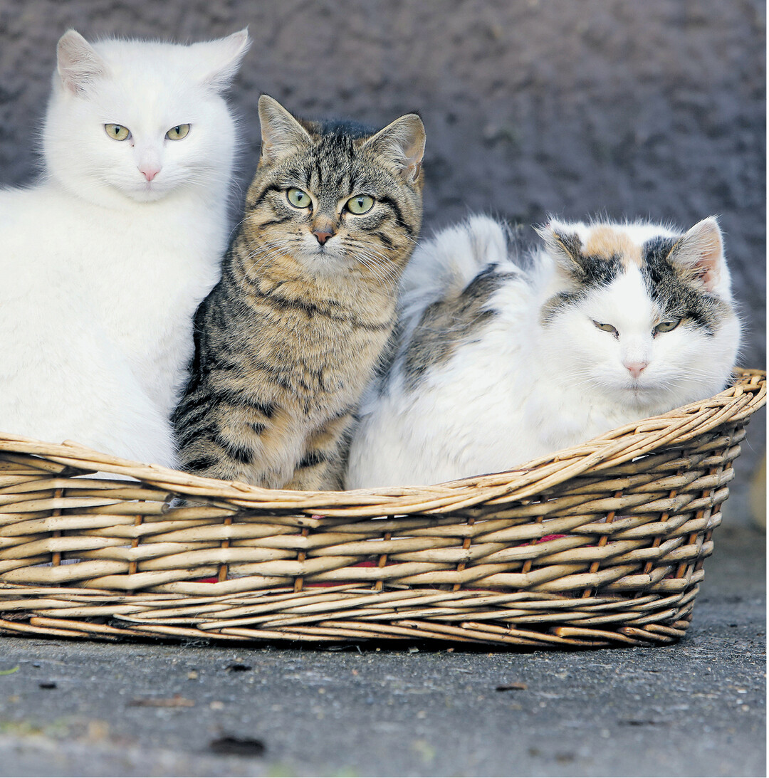 Diese drei Charakterdarsteller" hat Hobbyfotograf Thomas Warnack aus Riedlingen mit der Kamera eingefangen. Sein ge�bter Blick f�r sch�ne Szenen im landwirtschaftlichen Alltag hat ihm auch beim Fotowettbewerb des Landesbauernverbandes zum Hauptfest 2014 den dritten Platz beschert (siehe BWagrar 40, Seiten 16 und 17).