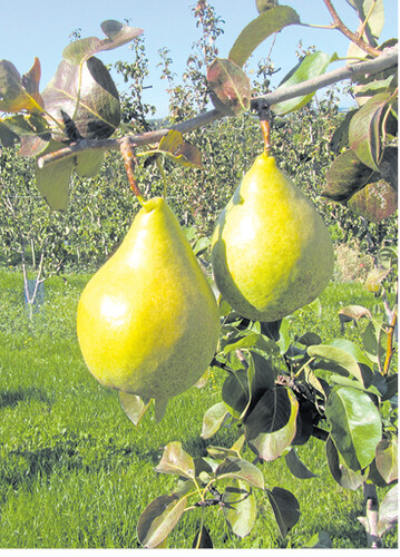 Novembra wird im Oktober geerntet. Im K�hllager ist die Birne bis M�rz haltbar.