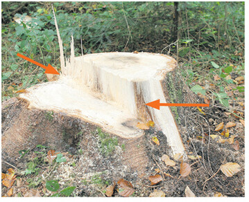 Der F�llschnitt beziehungsweise die Bruchstufe ist zu hoch gef�hrt und die Bruchleiste ist nicht parallel.