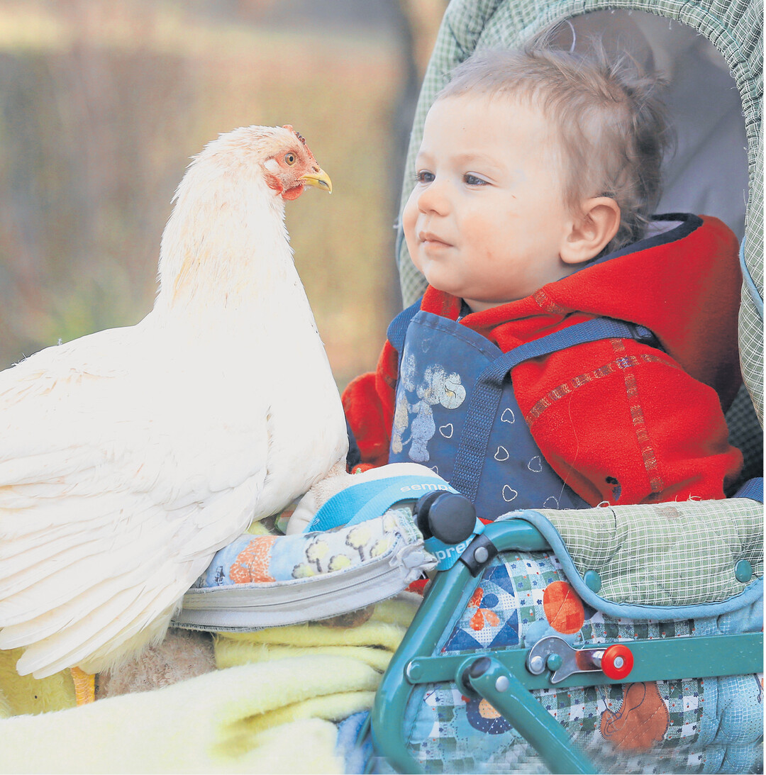Zwei, die sich m�gen. Lenas Lieblingshuhn ist ganz zahm und bleibt bei der Spazierfahrt im Kinderwagen auch ruhig sitzen. Fotografiert auf dem Naturlandbetrieb der Familie Gorzelany in Hayingen-Kochstetten auf der Schw�bischen Alb.
