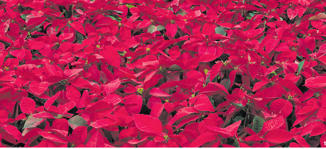 Die Farbe Rot symbolisiert Weihnachten. Das zeigt sich auch in der Vorliebe f�r rote Weihnachtssterne.