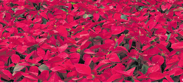 Die Farbe Rot symbolisiert Weihnachten. Das zeigt sich auch in der Vorliebe f�r rote Weihnachtssterne.