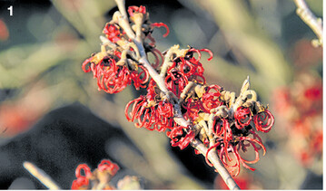 Rote Bl�ten hat die japanische Zaubernusssorte �Robin�. Die Bl�tezeit des aparten Geh�lzes erstreckt sich je nach Witterungsverlauf von Januar bis M�rz.