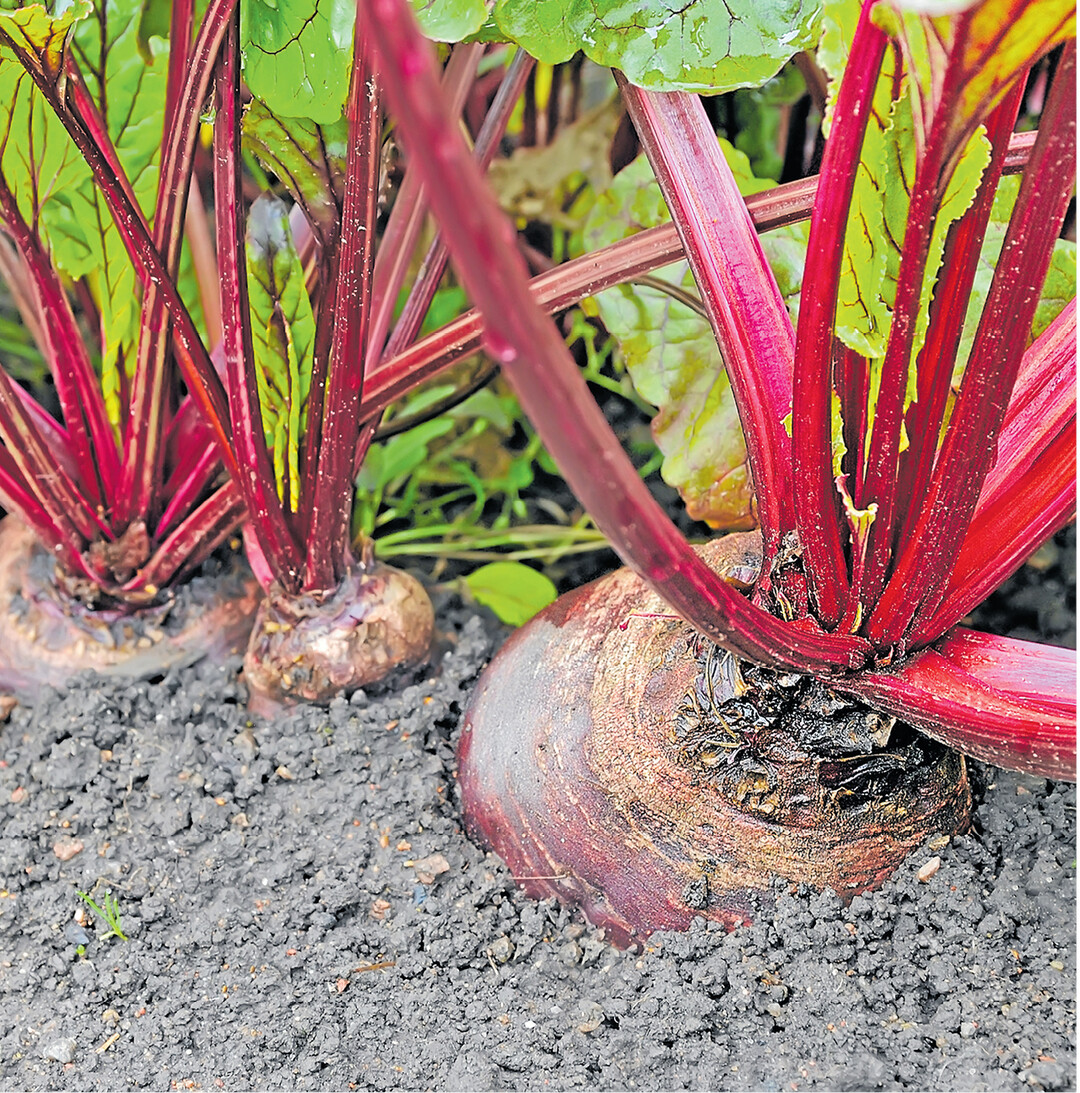 bild der woche Bis zum ersten Frost k�nnen Rote Bete noch in der Erde bleiben. Danach k�nnen sie gut in Kisten mit Sand mehrere Monate im k�hlen, aber frostfreien Keller oder Schuppen aufbewahrt werden. Dazu den Boden einer Kiste oder eines anderen Gef��es mit Sand bedecken, die Knollen hineinlegen und wieder mit Sand bedecken.