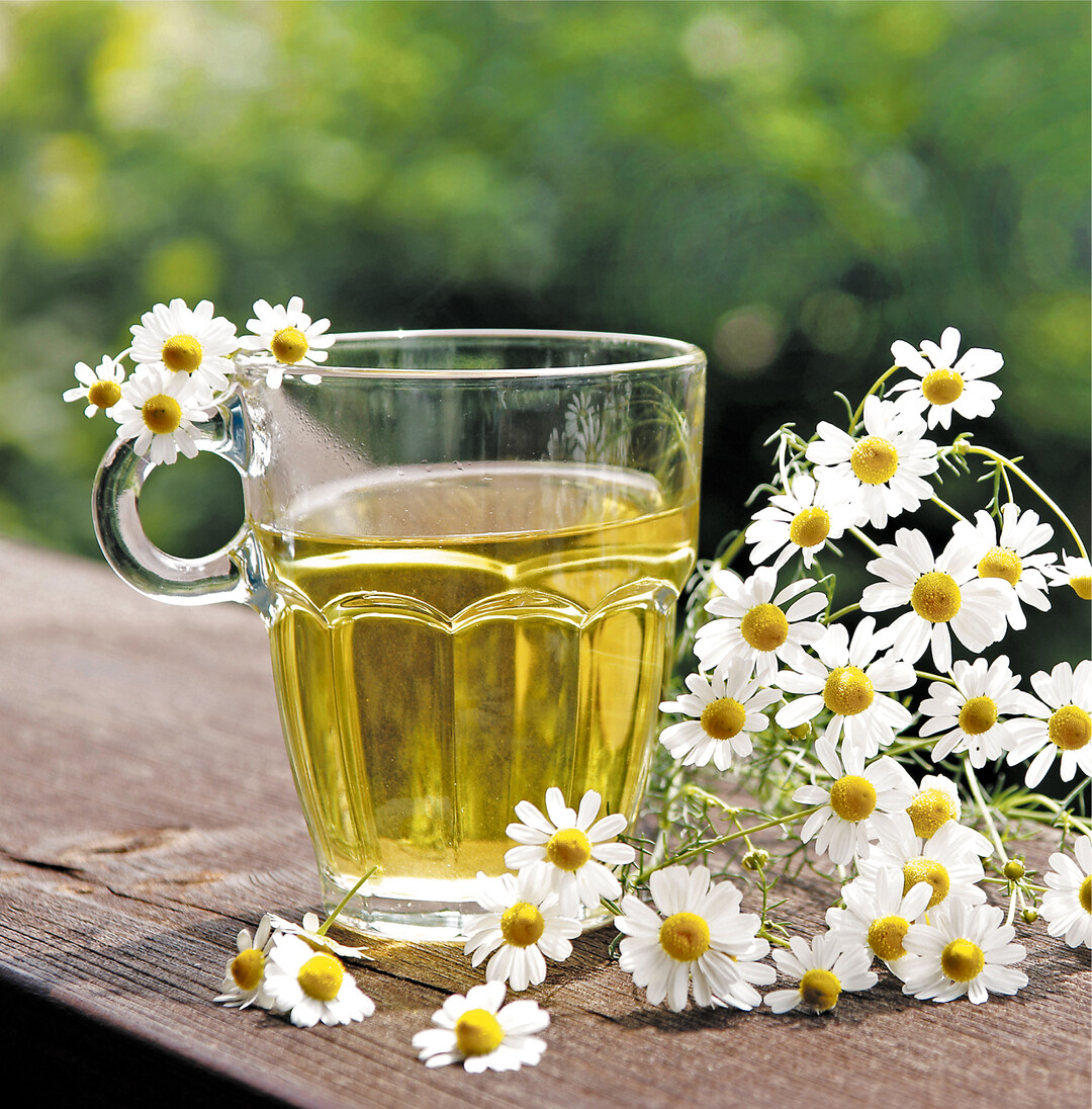 Kamillenbl�ten wirken nachgewiesen antientz�ndlich, krampfl�send, wundheilungsf�rdernd sowie gegen Bakterien und Viren. Jetzt in der Erk�ltungszeit hilft das Inhalieren mit Kamillentee oder einem Kamillenbl�ten-Fertigpr�parat bei entz�ndeten Schleimh�uten der Nase und Nasennebenh�hlen.