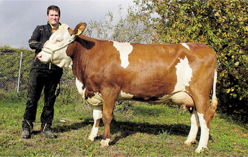 An der Spitze der Fleckviehjungk�he lief diese Severin-Tochter aus Schrozberg.