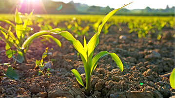 Eine spätere Aussaat in warmen Boden kann das Wachstum beschleunigen.